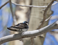 Tree Swallow